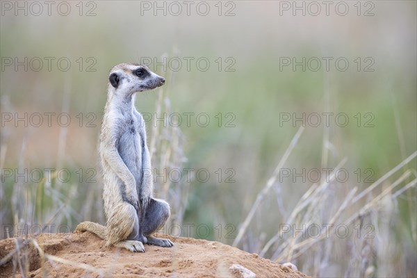 Suricate