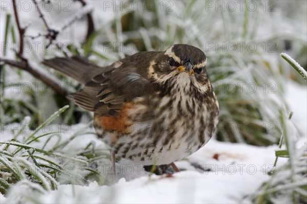 Redwing