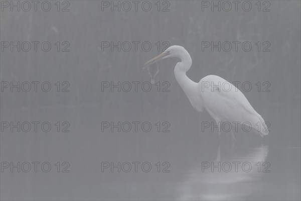 Great egret