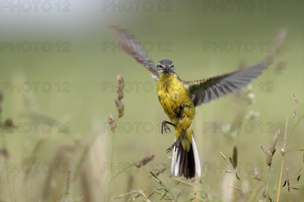 Blue-headed wagtail