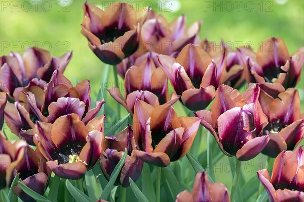 Triumph tulips