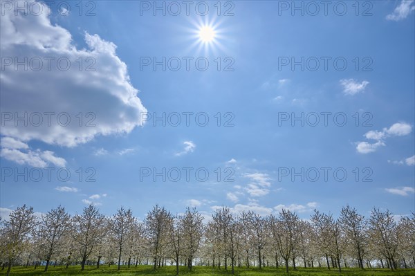 Cherry tree