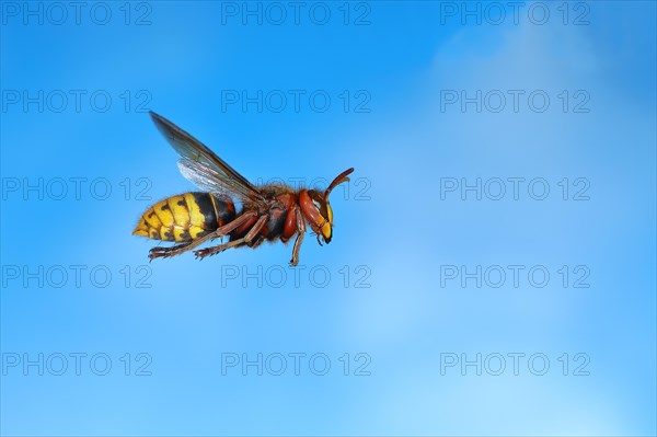 European hornet