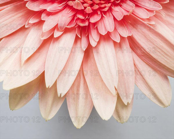 Close up flower petals