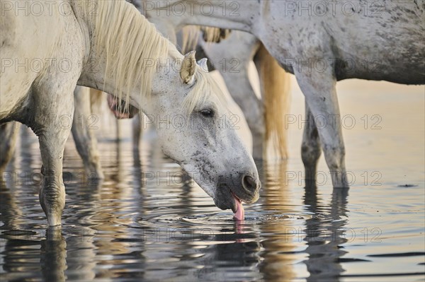 Camargue horse drinking water while standing in the water at sunrise