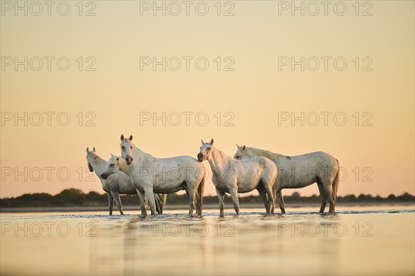 Camargue horses staning in the water at sunrise