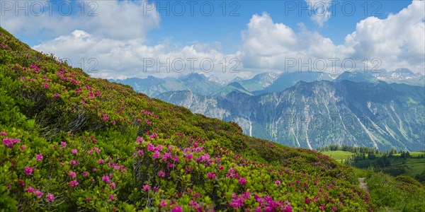 Alpine rose blossom