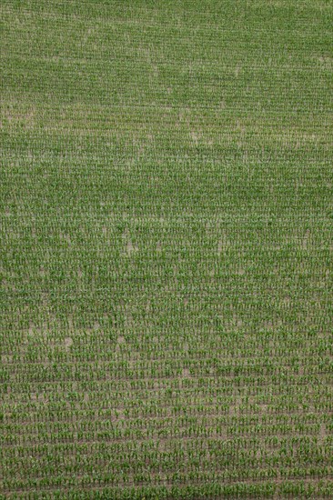 Maize field