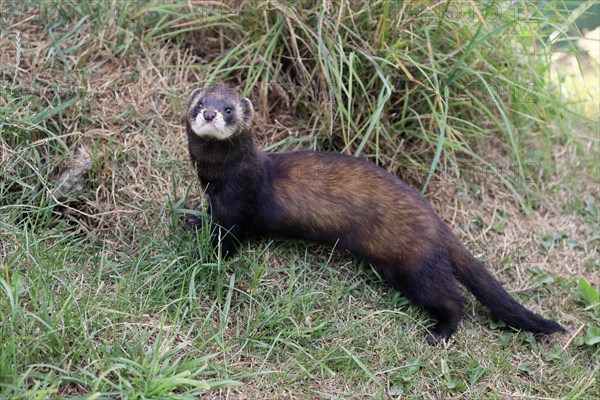 European polecat