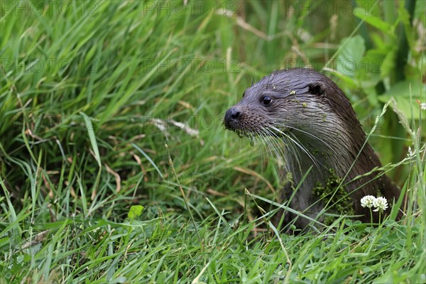 European otter