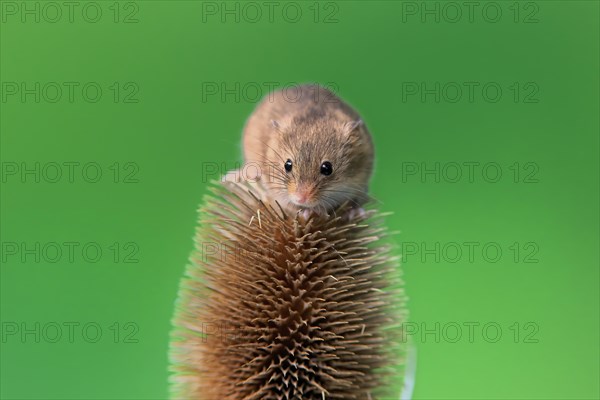 Eurasian harvest mouse