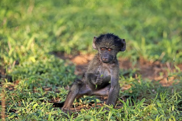 Bear baboon