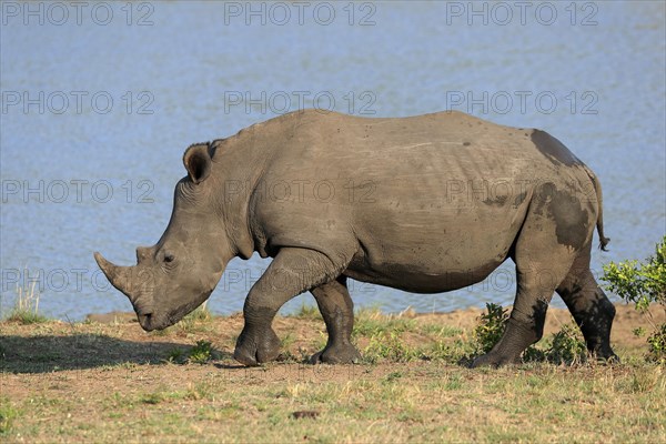 White rhinoceros