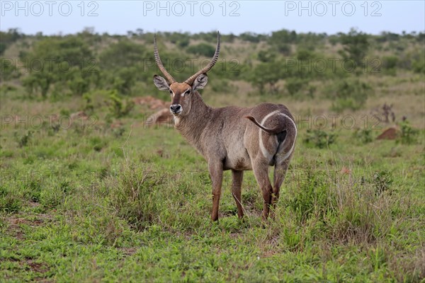 Ellipsen waterbuck