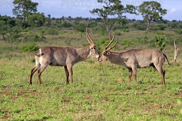 Ellipsen waterbuck