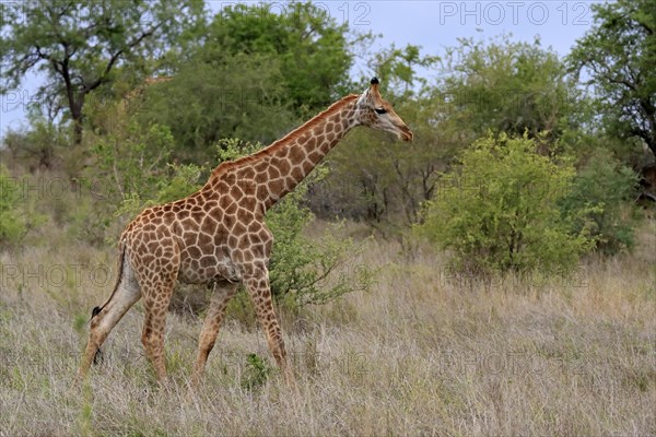 Southern giraffe