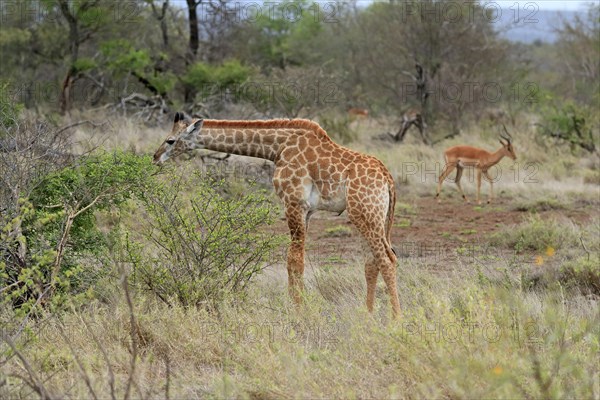 Southern giraffe