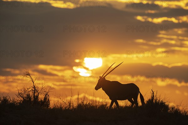 Gemsbok