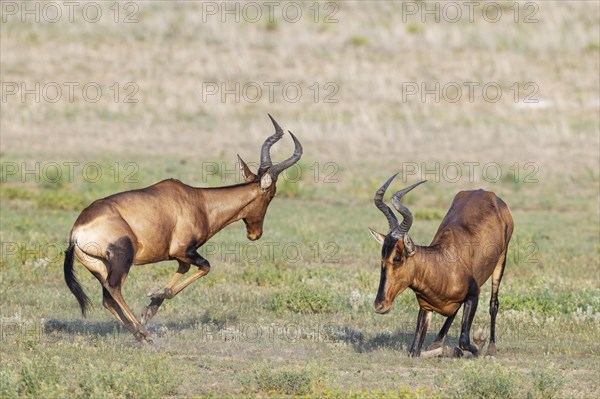 Red Hartebeest