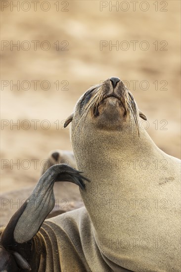 Cape Fur Seal