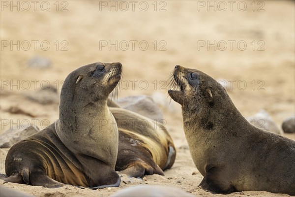 Cape Fur Seal