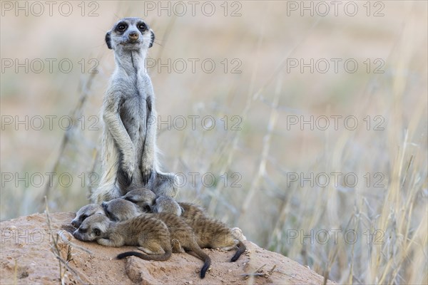 Suricate