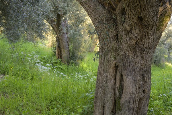 Old olive trees