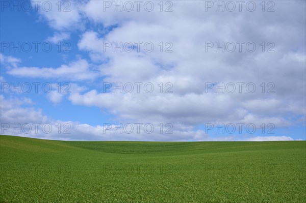 Grain field