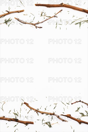 Dry twigs fir needles