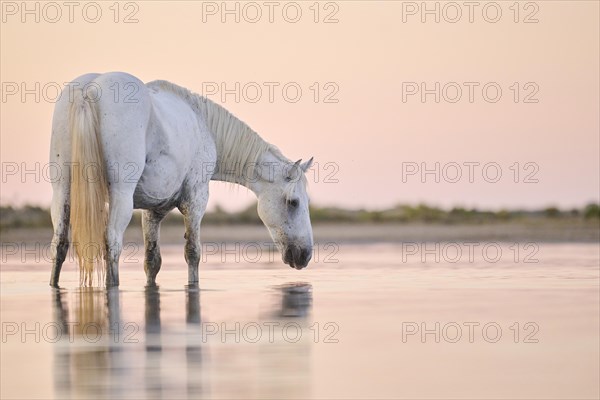 Camargue horse standing in the water at sunrise