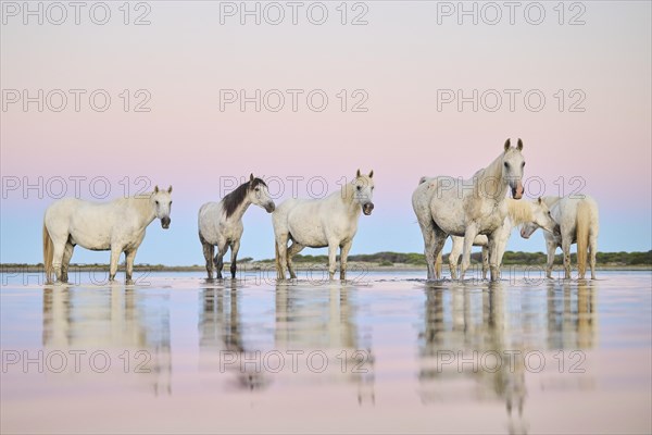 Camargue horses standing in the water at sunrise