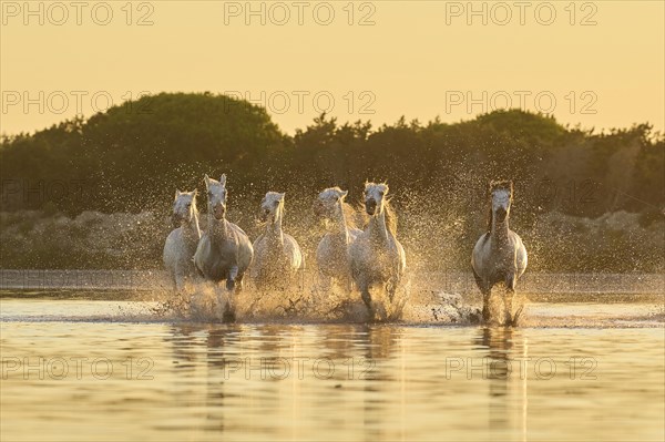 Camargue horses running through the water at sunrise