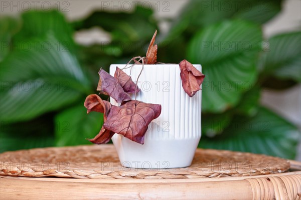 Neglected dying house plant with hanging dry leaves in white flower pot on table in living room