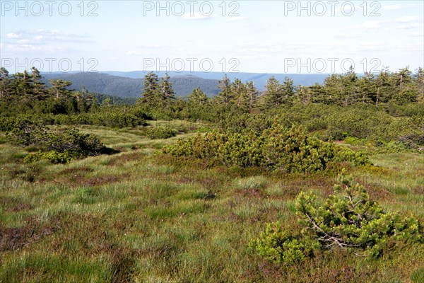 Landscape photograph Hornisgrinde