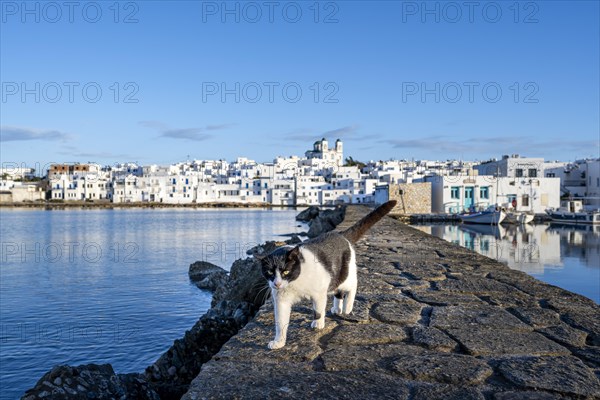 Cat walking on the harbour wall