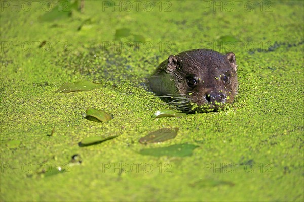 European otter