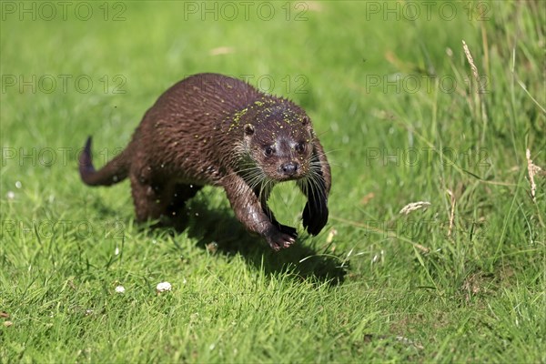 European otter