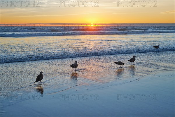 Seagulls on beach sund at atlantic ocean sunset with surging waves at Fonte da Telha beach