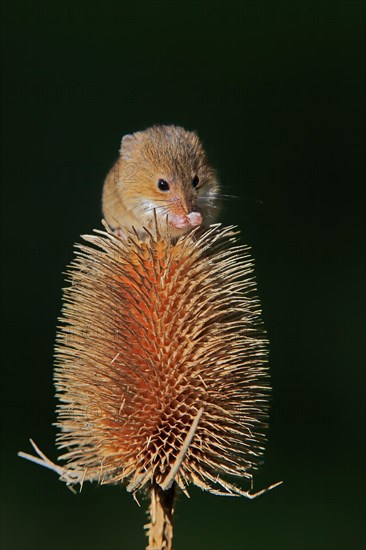 Eurasian harvest mouse