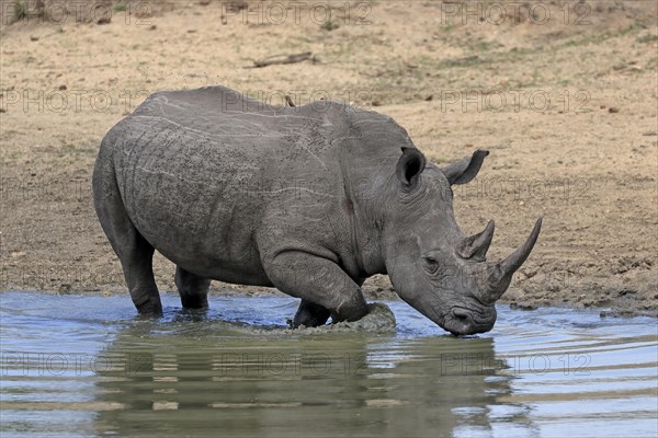 White rhinoceros