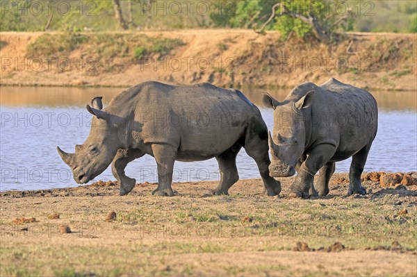 White rhinoceros