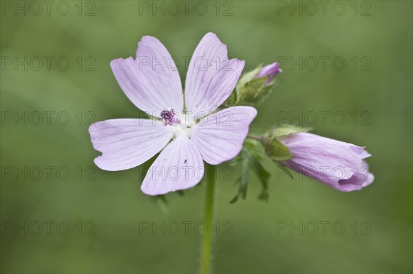 Musk mallow