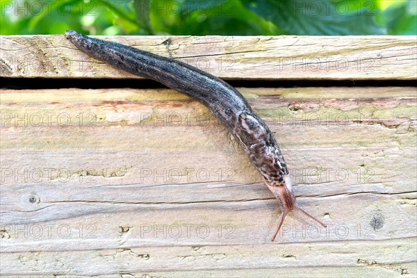 Great grey slug