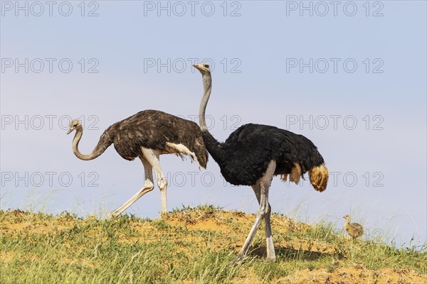 Ostrich