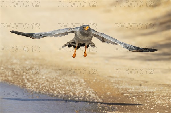 Pale-chanting Goshawk