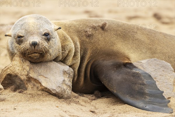 Cape Fur Seal