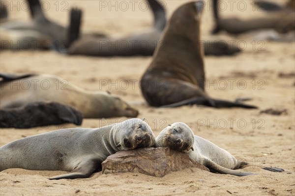 Cape Fur Seal