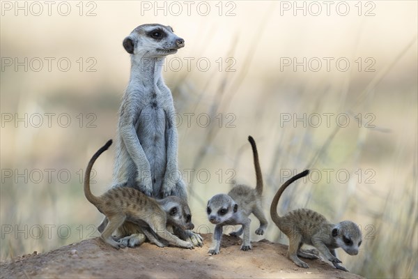 Suricate