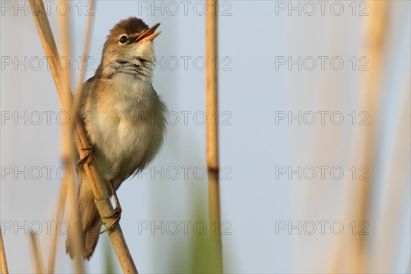 Reed warbler