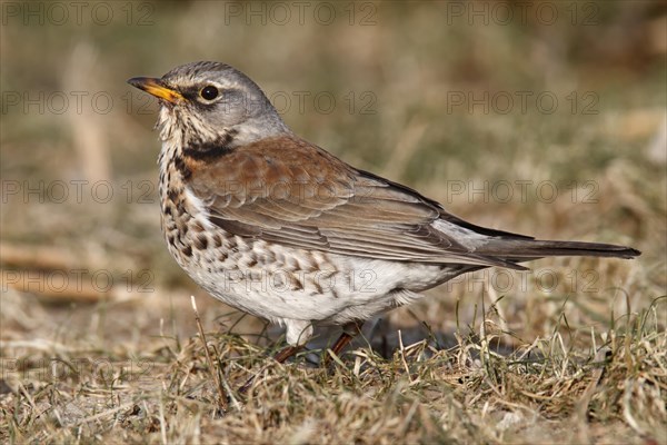 Fieldfare